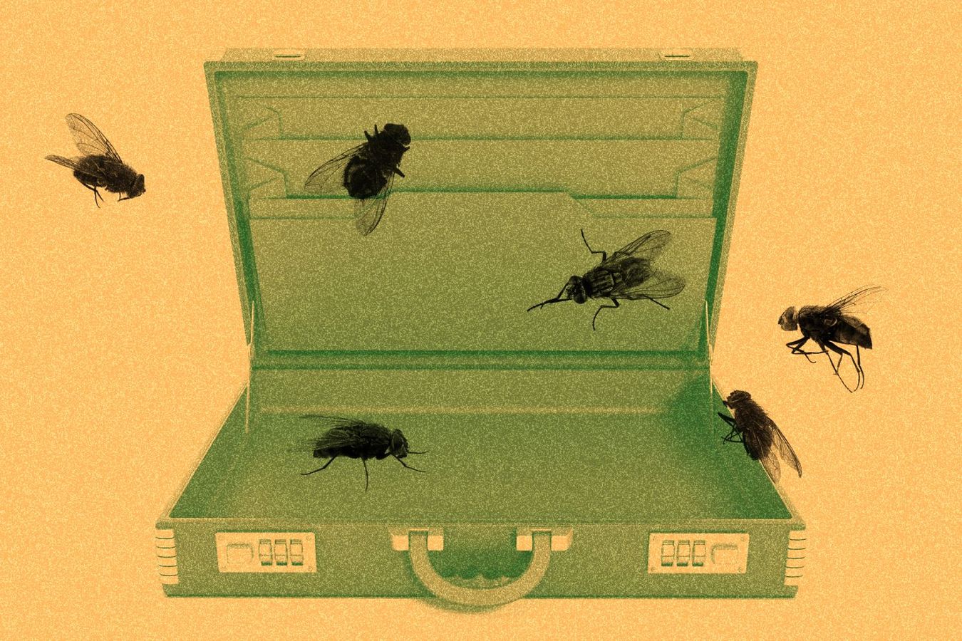 Photo collage showing an open empty briefcase with flies all over it.